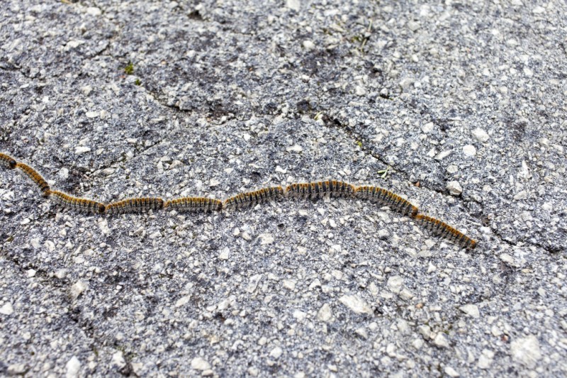 The pine processionary caterpillar, a serious threat to dogs and cats in Spain