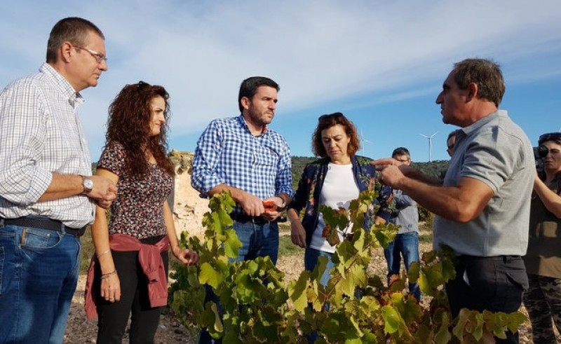 <span style='color:#780948'>ARCHIVED</span> - Grape harvest 60 per cent complete with top quality reported in Jumilla