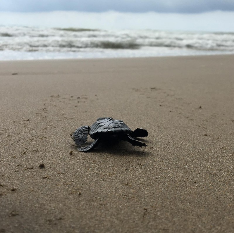 <span style='color:#780948'>ARCHIVED</span> - Excitement as tiny baby loggerhead turtle is found on Calnegre beach