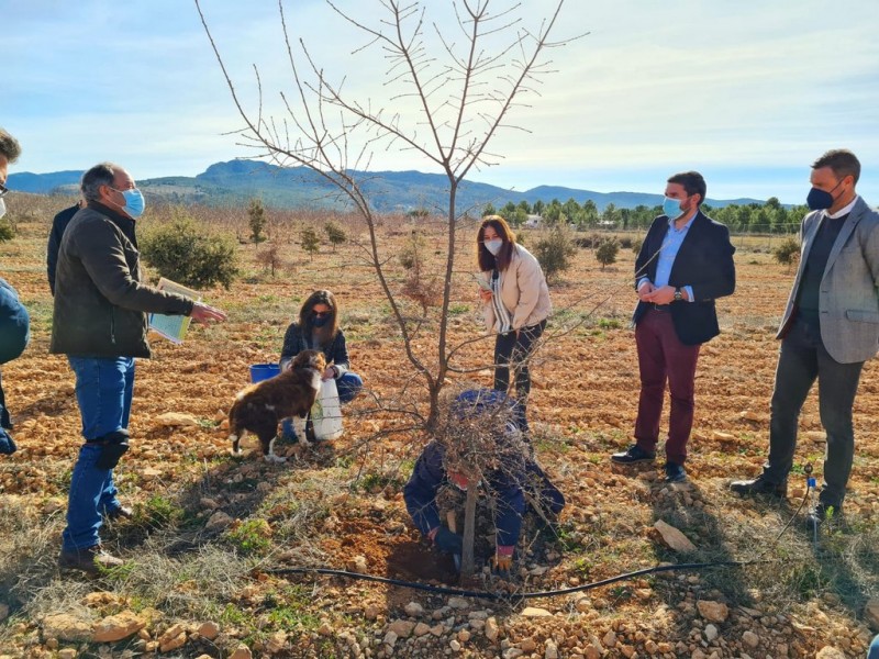<span style='color:#780948'>ARCHIVED</span> - Experimental cultivation of black truffles in Murcia Region yielding good results