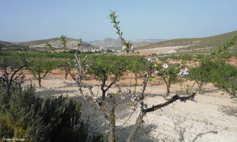 Walking in the Lorca countryside, the Las Atalayas route around the village of Coy