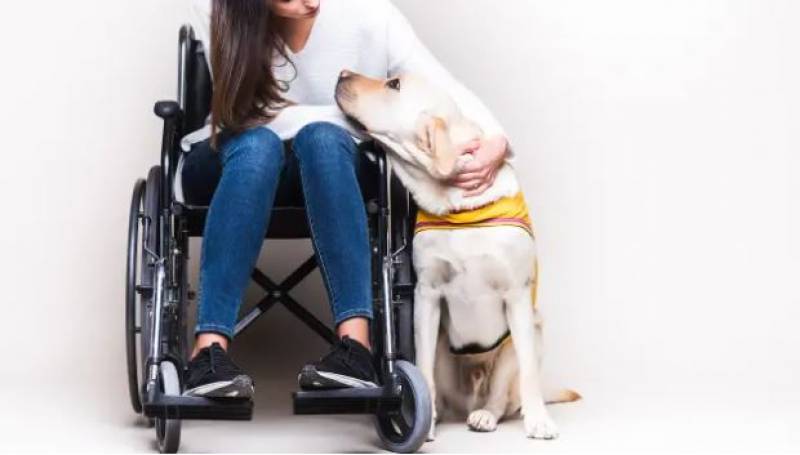 Spain considers expanding assistance dog regulations for people with disabilities