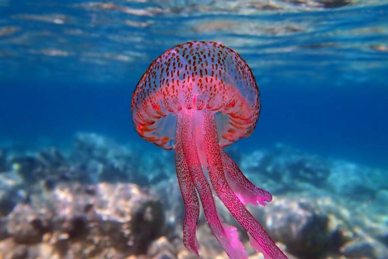 10 most common - and dangerous - jellyfish found in the waters in Spain