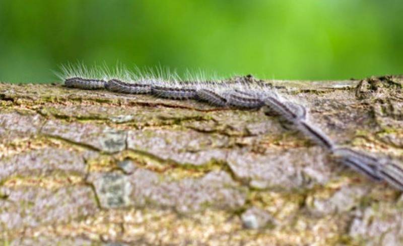 Region of Murcia activates shock plan against lethal processionary caterpillars