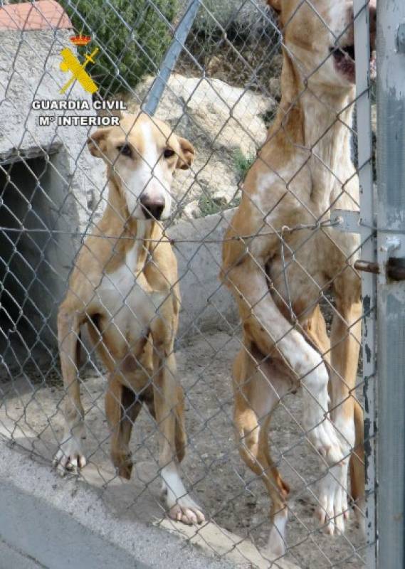 Locked up without food: Three dogs rescued from horrific neglect in Murcia