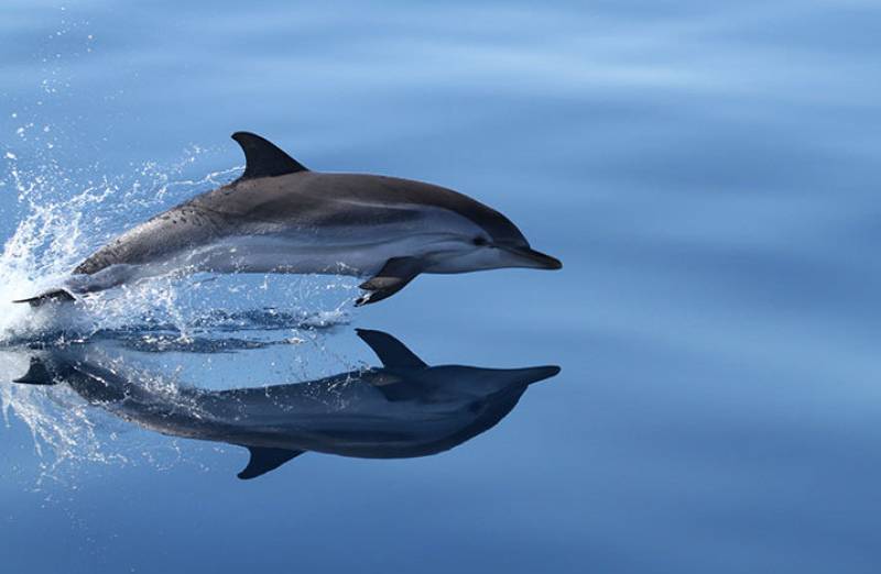 Exciting ways to see the wildlife of the Region of Murcia!