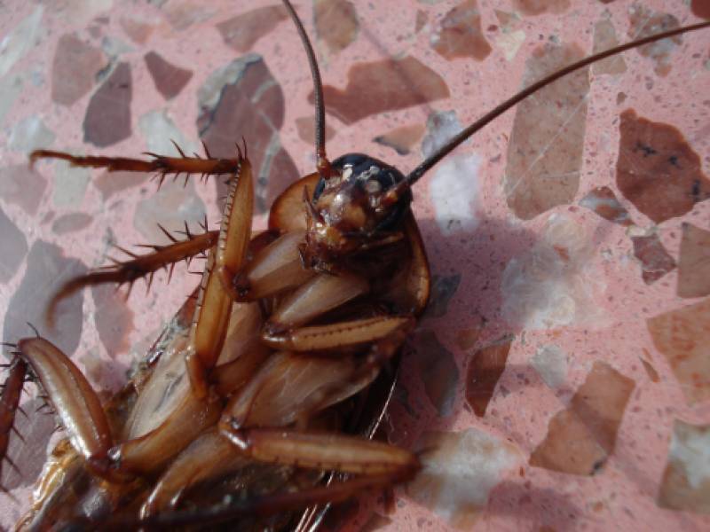 How to keep cockroaches out of your home this autumn