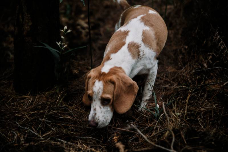 Spanish vets warn dog owners about a hidden autumn danger
