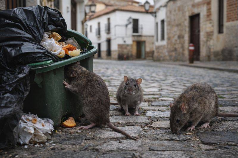 Spanish News Today Editors Roundup Weekly Bulletin Feb 6