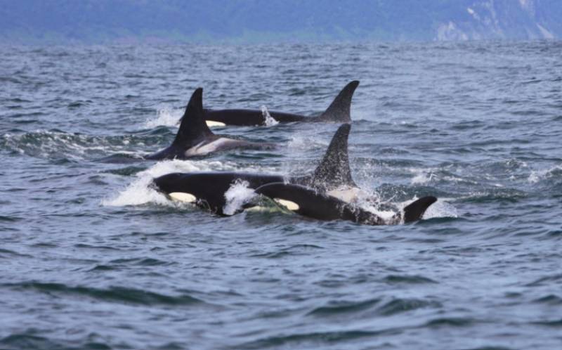 Killer whales damage another yacht in latest attack off Spain