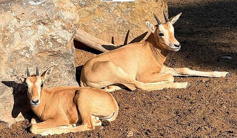 <span class="title"><a href="https://bullastoday.com/twin-oryx-calves-born-at-terra-natura-murcia-bring-the-parks-herd-to-23_1000274687-a.html">Twin oryx calves born at Terra Natura Murcia bring the park's herd to 23</a></span><span class="content">The two new arrivals are a meaningful boost for a species that was considered extinct in the wild until as recently as 2023..</span>